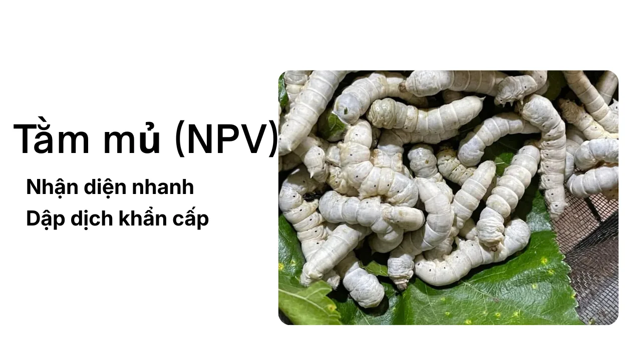 Bệnh Tằm Đầu Lửa (Tằm Mủ NPV): 4 Chốt Chặn Dập Dịch Khẩn Cấp