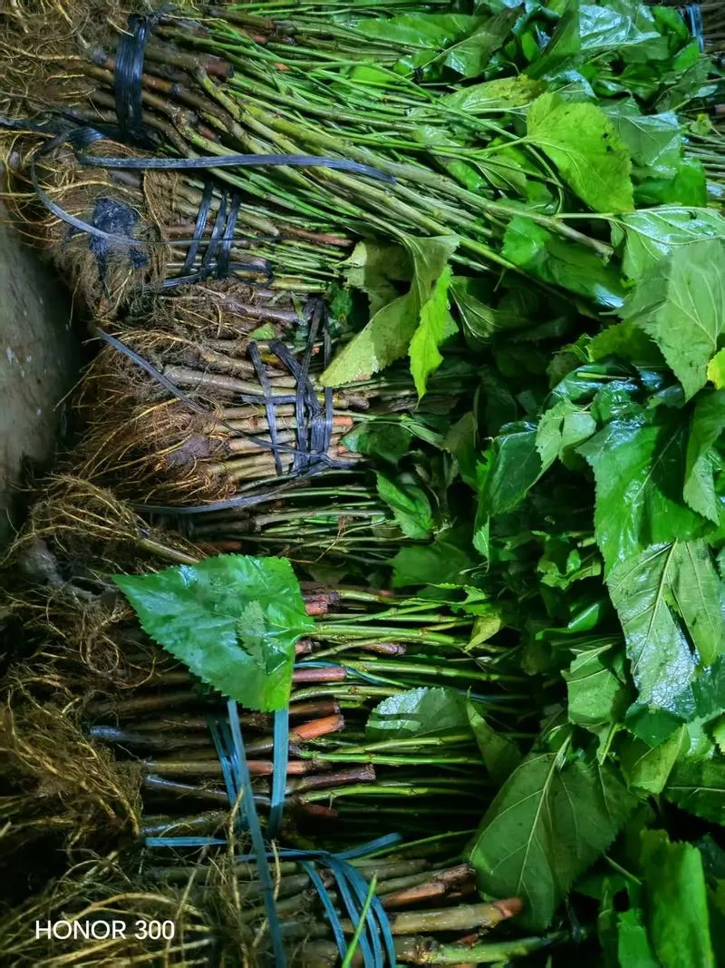 Ảnh minh họa: Vì sao nên tự nhân giống cây dâu?