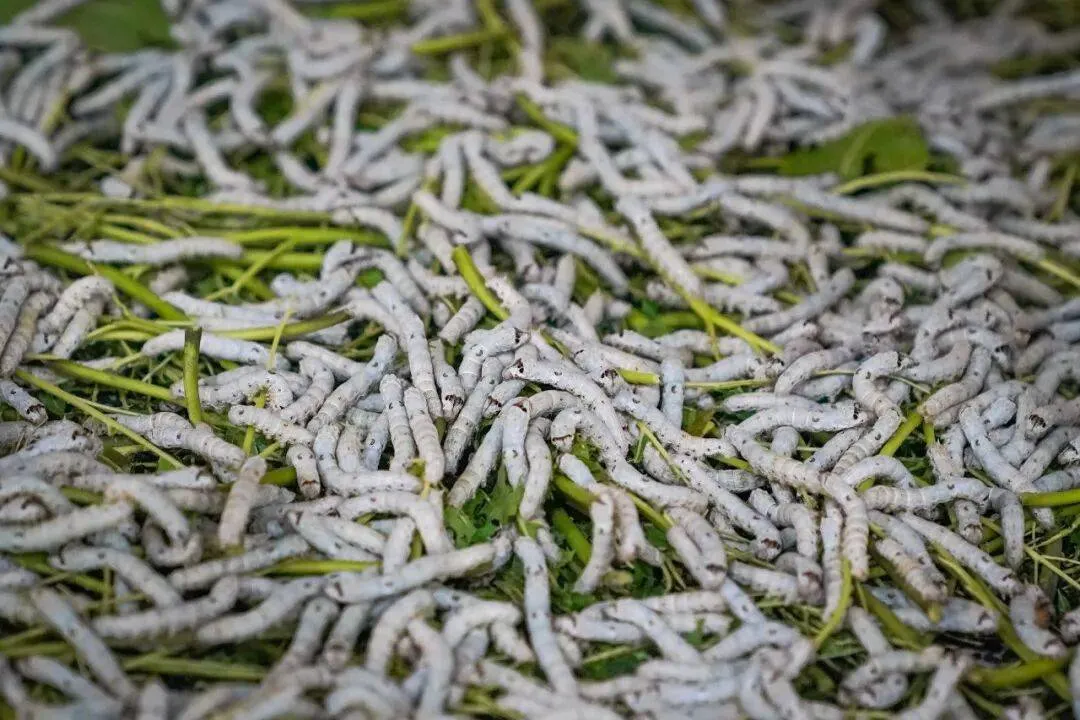 Kỹ thuật nuôi tằm: Hướng dẫn từ chọn giống đến thu kén