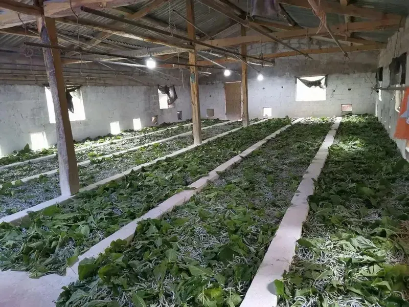 Vệ Sinh Sát Trùng Nhà Tằm Đúng Kỹ Thuật: Cắt Đứt 100% Mầm Bệnh Tồn Đọng