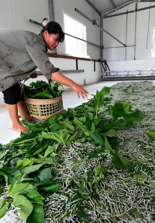 Sơ đồ trục thời gian 12 tháng với 4 vùng màu: vụ xuân (T2-T5) xanh lá, hè xen (T6-T8) vàng cam, vụ thu (T9-T12) xanh dương, đông xen (T1) tím nhạt; chú thích mức độ thuận lợi và rủi ro bệnh theo từng vùng