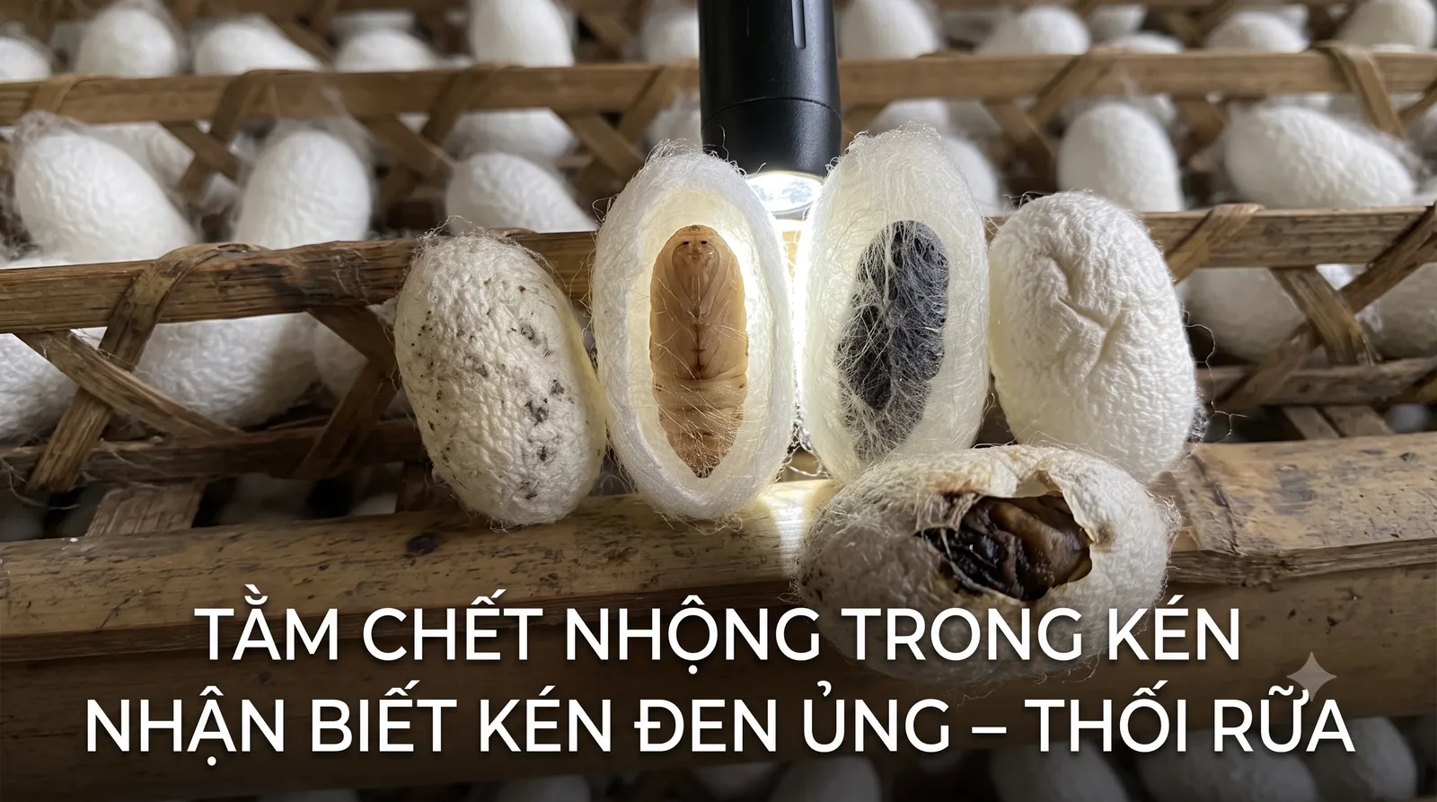 Tằm chết nhộng trong kén: Nhận biết và xử lý kén ủng