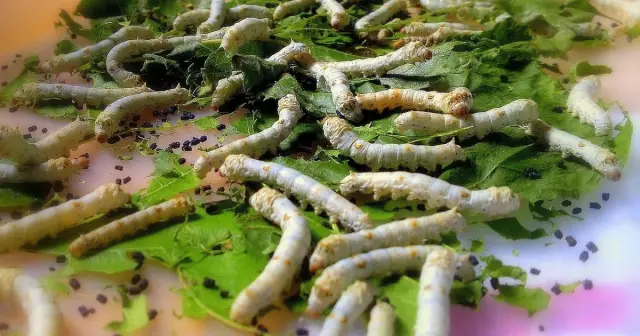 5 dấu hiệu tằm bệnh qua vẻ bề ngoài bà con cần biết | Dâu Tằm Việt