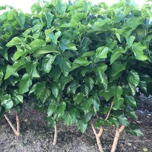 Chọn giống cây dâu đúng cách: Bí quyết cho vườn dâu năng suất cao